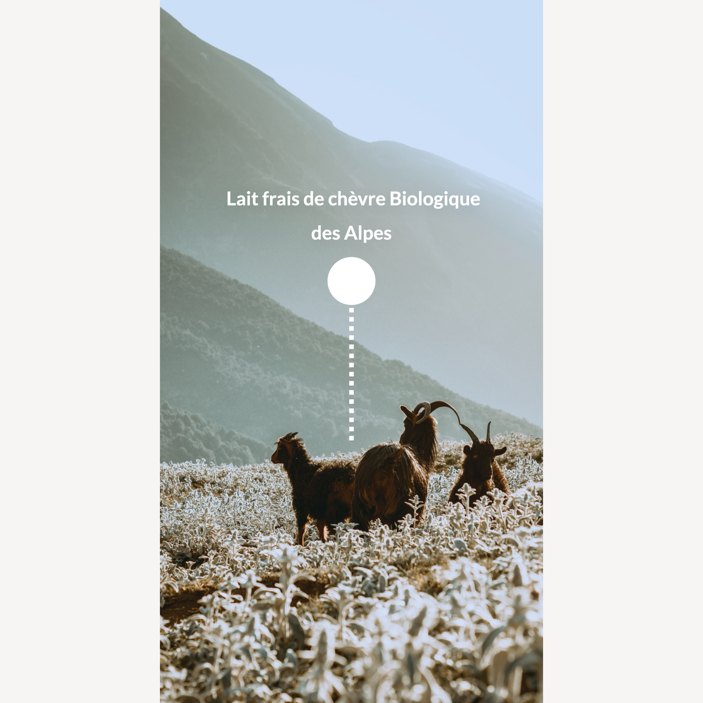 Savon au lait de chèvre frais Bio