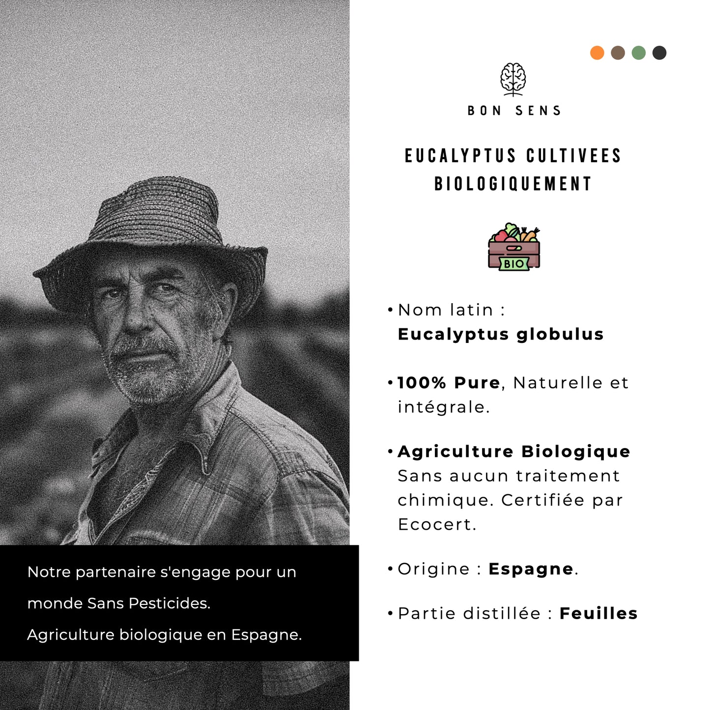 Huile Essentielle d’Eucalyptus Bio