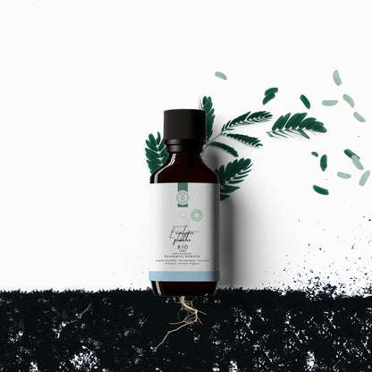 Huile Essentielle d’Eucalyptus Bio
